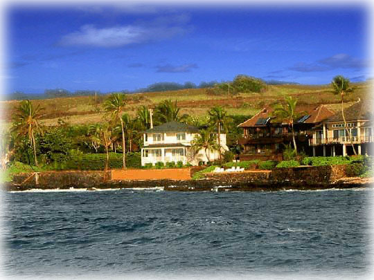 Beach Palms